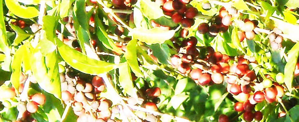 danit-ethiopia_banner_coffe.jpg