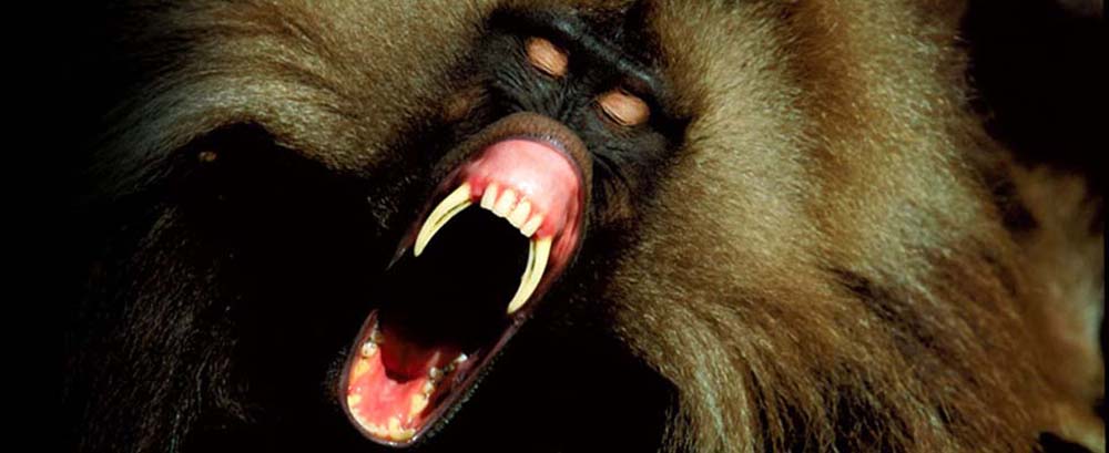 danit_ethiopia_banner_Celada-baboon.jpg