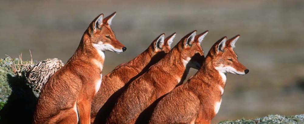 danit_ethiopia_banner_ethiopian_wolf.jpg