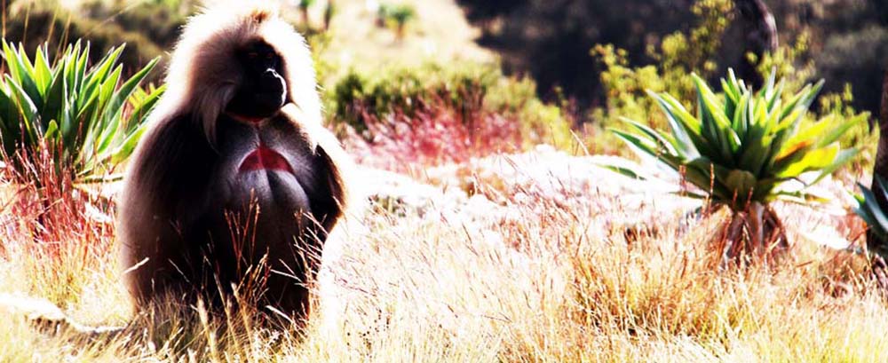 danit_ethiopia_banner_gelada.jpg